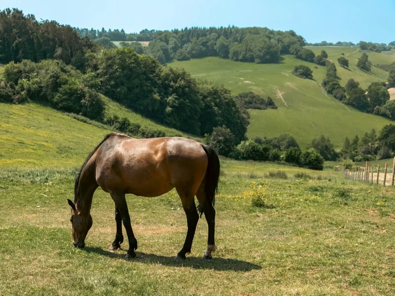 Quantock Hills